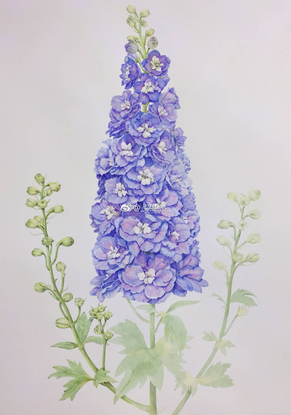 彩铅植物花卉-精微素描花卉