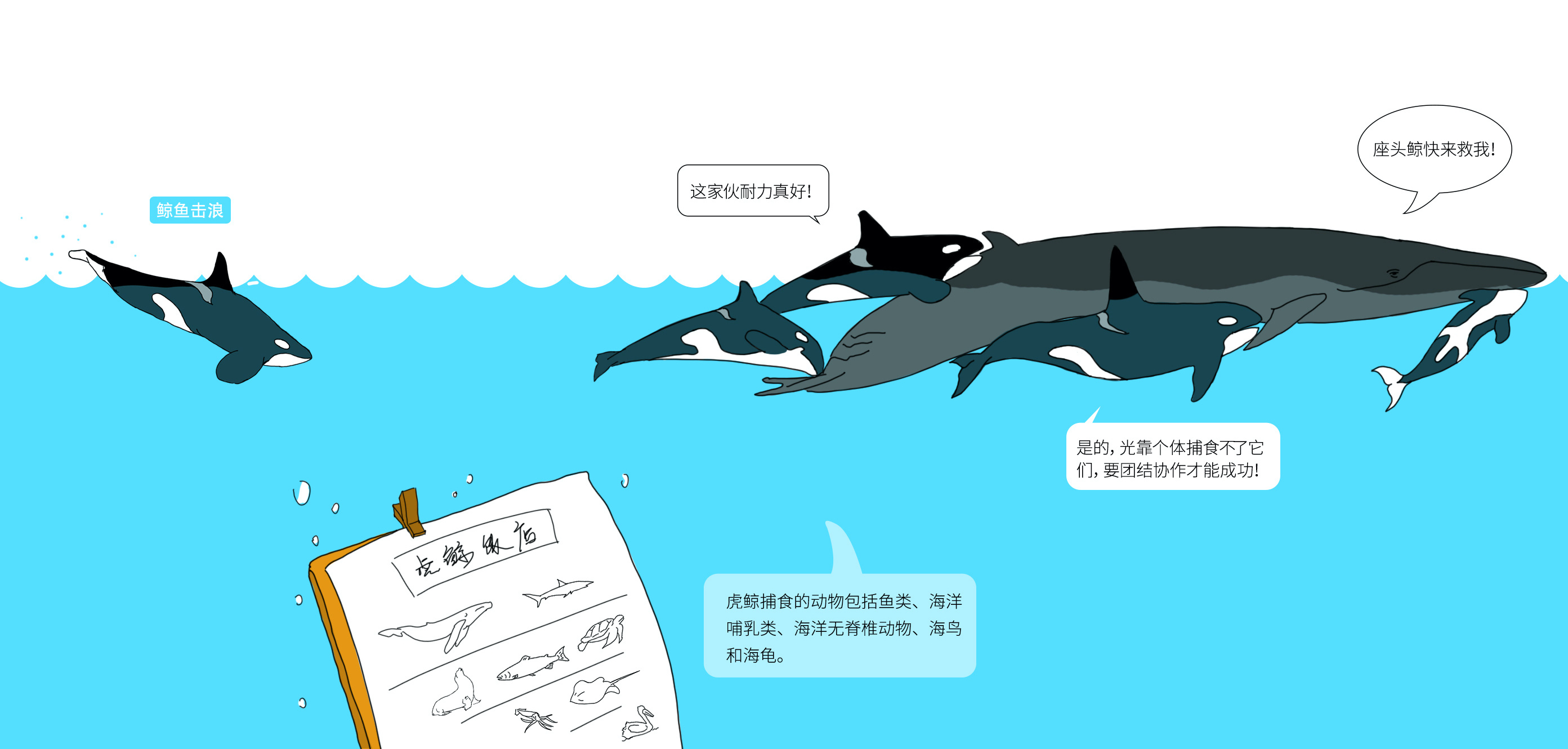 长图介绍海洋动物-虎鲸|插画|绘本|阿g的奇妙旅行