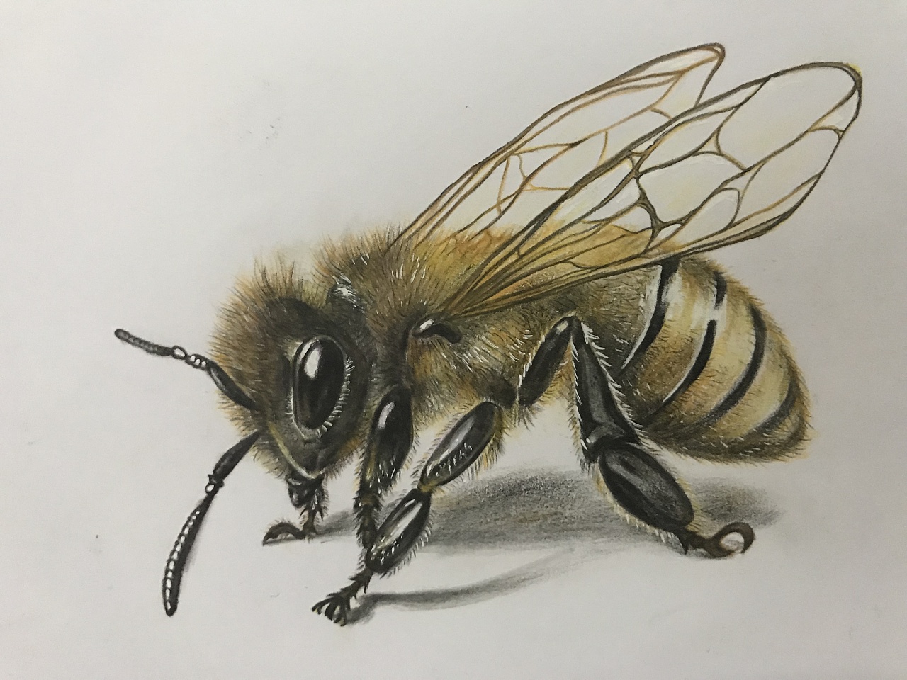 彩铅手绘——小蜜蜂