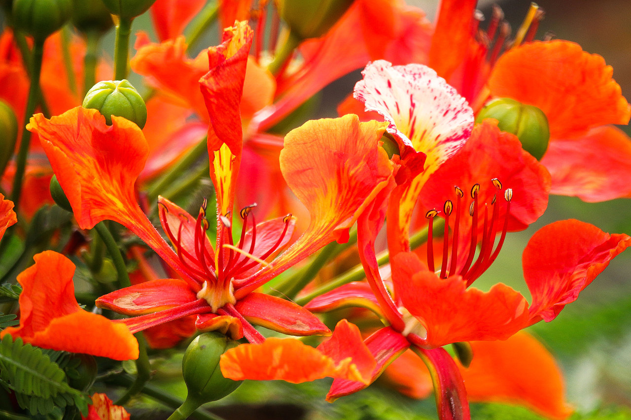 凤凰花开的路:,,