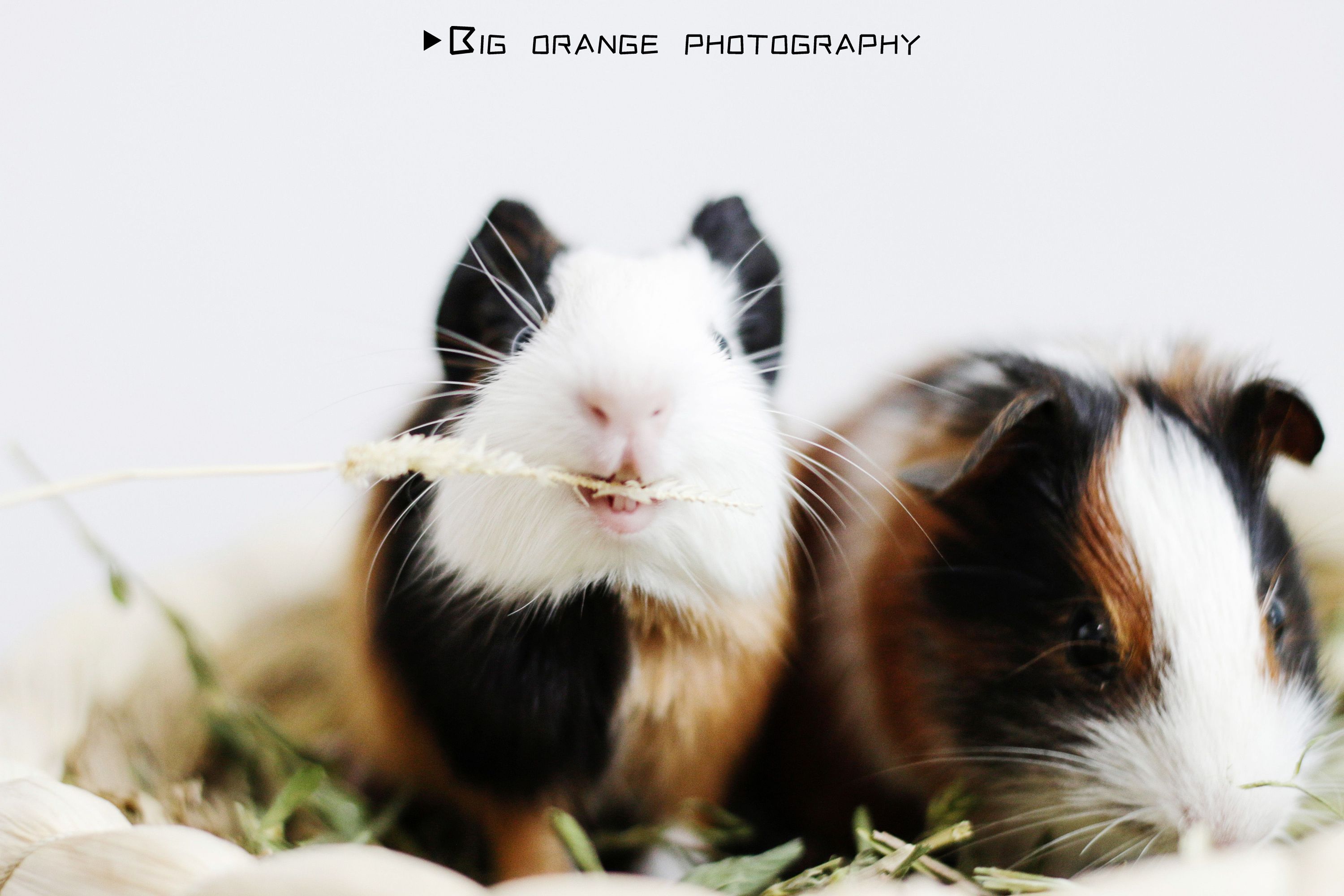 荷兰猪萌宠写真 宠物摄影