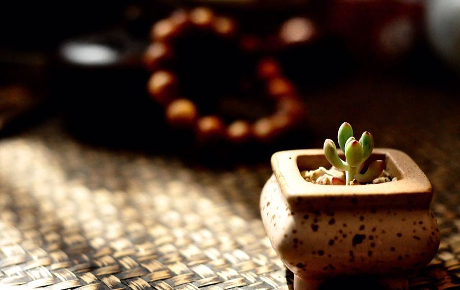 意 肉肉花 美图 摄影图片 雅致清新文艺 怡情小