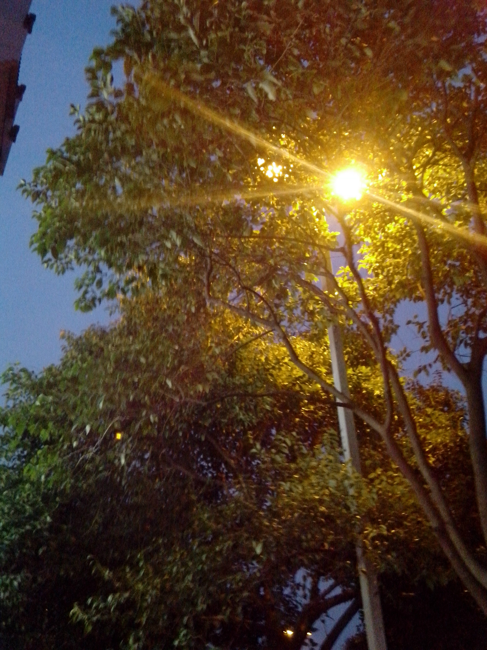 傍晚路边的灯