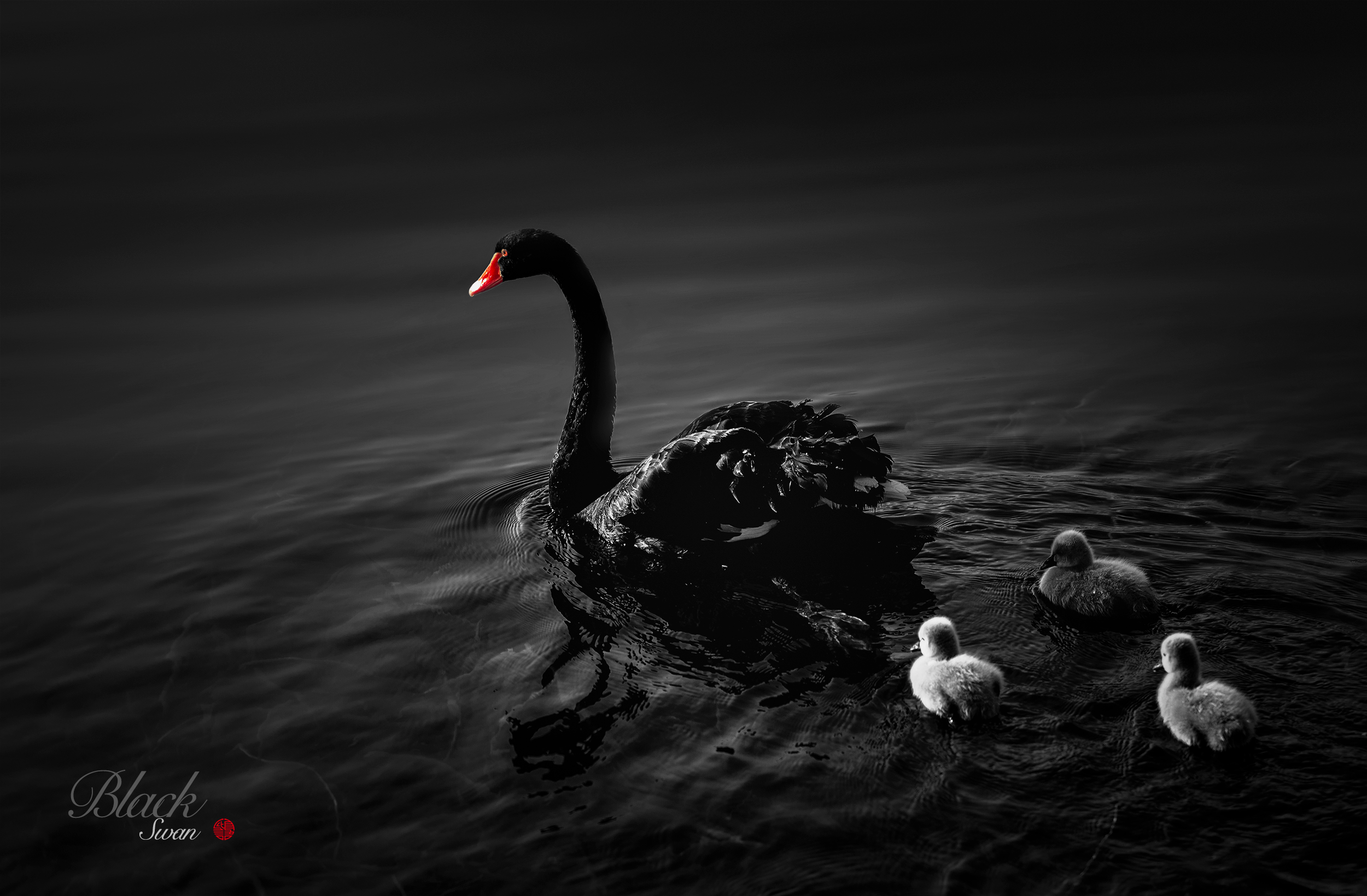 黑天鹅|摄影|动物|訾言自语 原创作品 站酷(zcool)