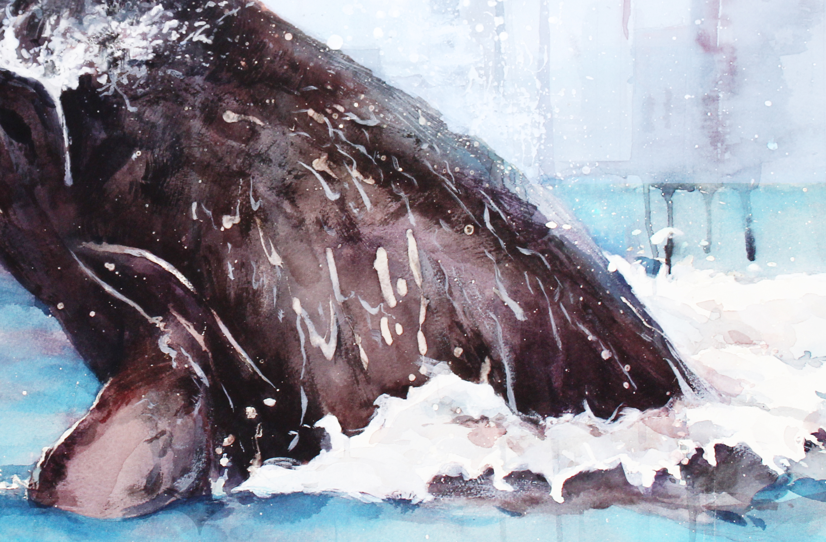 鲸鱼海浪纹身手稿内容图片分享