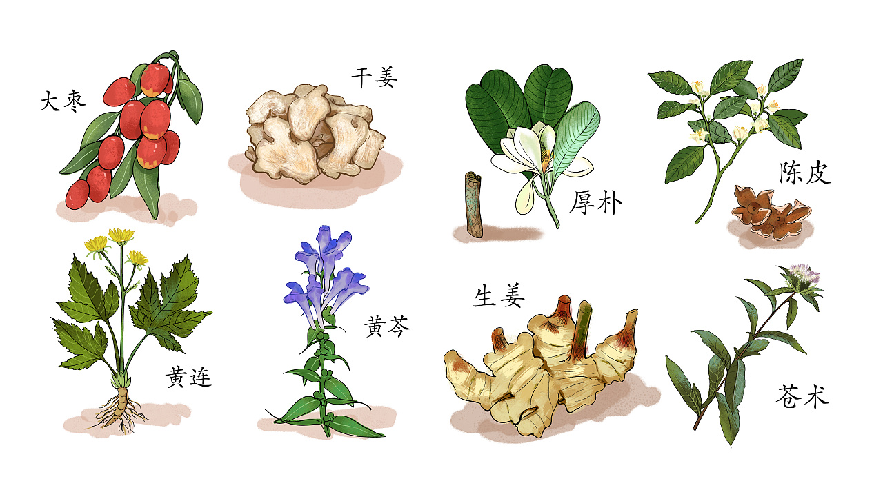 《 中草药 植物插图 2019-2020 》