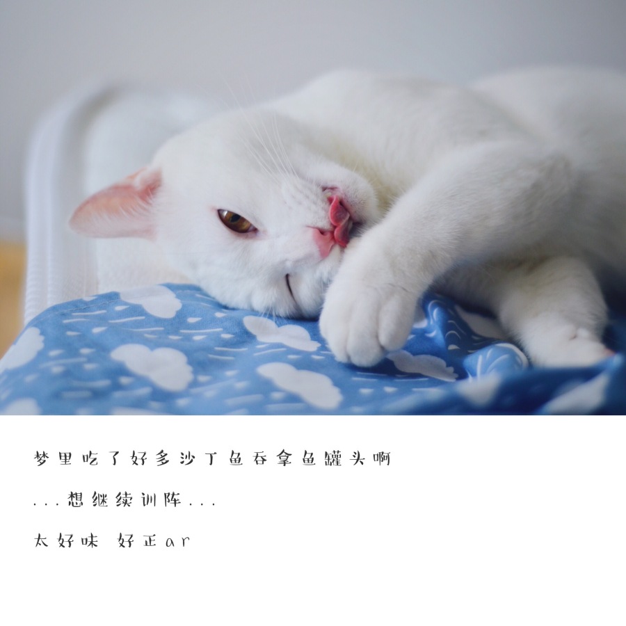 我家白爷主子的日常.2|宠物\/动物|摄影|细健 - 原