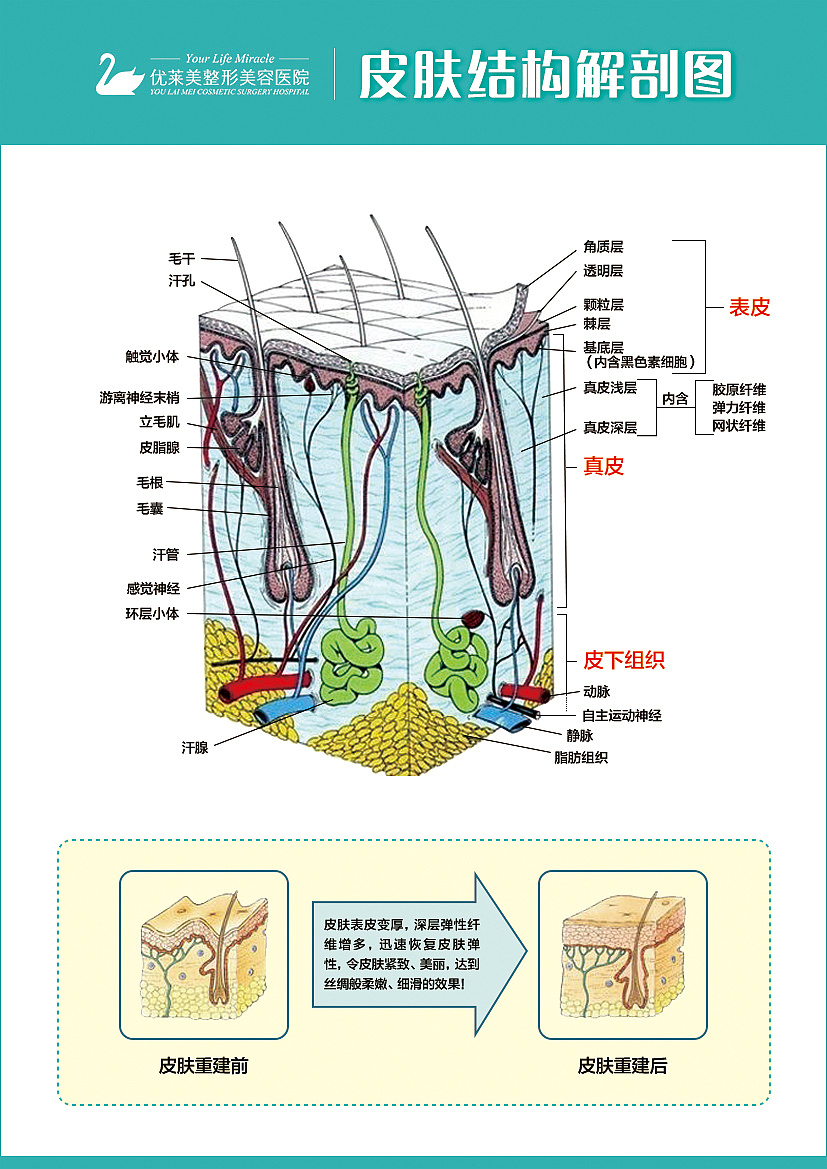 皮肤结构解剖图