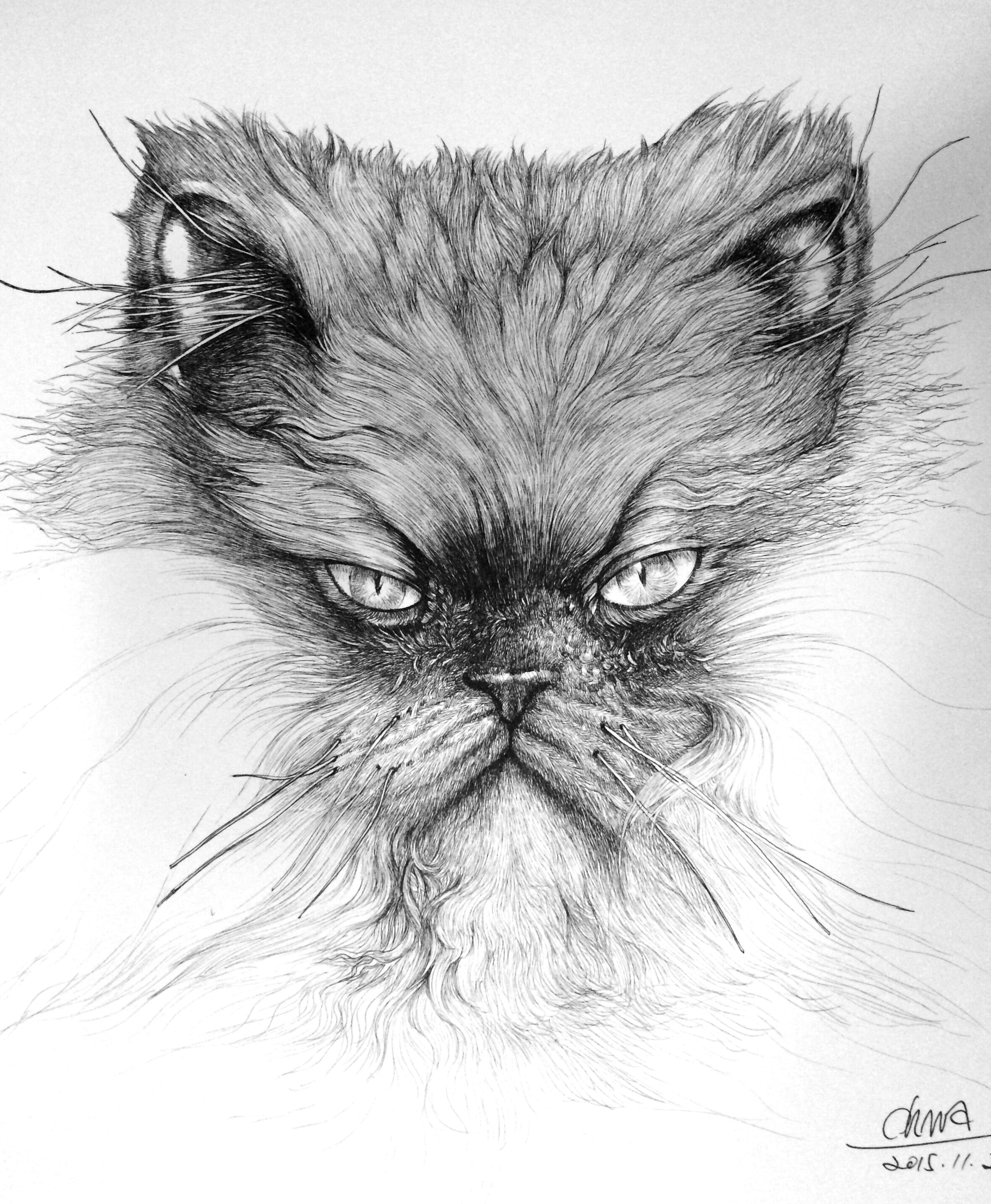 大缅因(鳌拜猫)|纯艺术|钢笔画|ohwa俊桦 - 原创作品 - 站酷 (ZCOOL)
