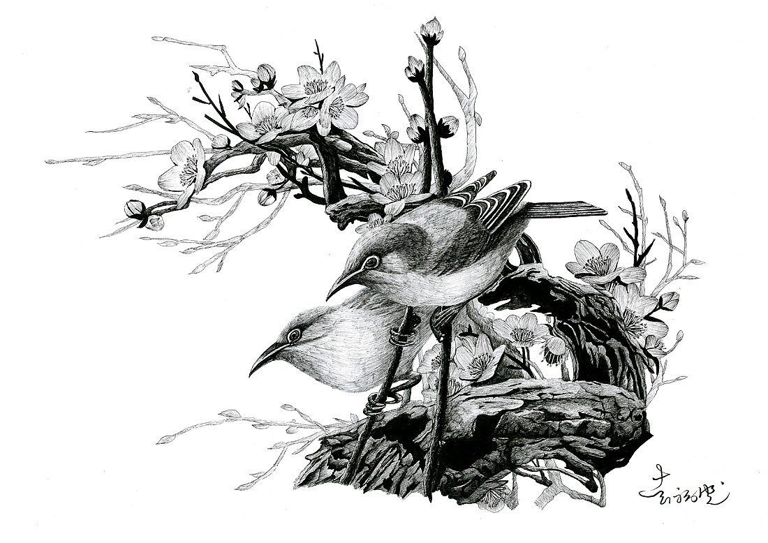 花鸟|纯艺术|钢笔画|梦绘虫 - 原创作品 - 站酷 (ZCOOL)