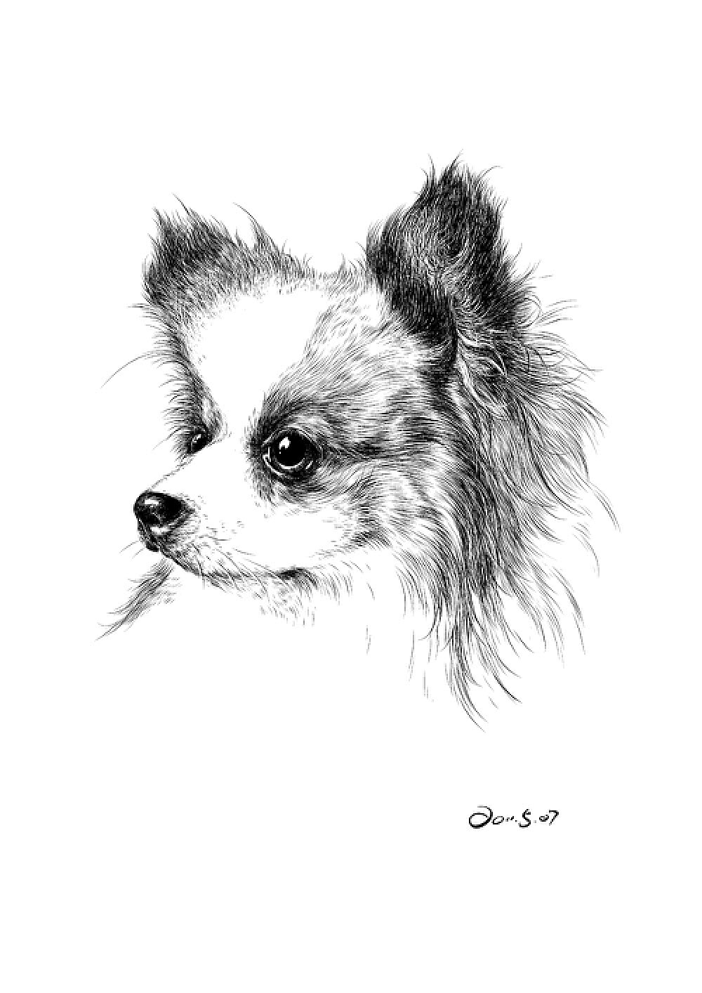 楚歌钢笔画-动物系列《小狗02》