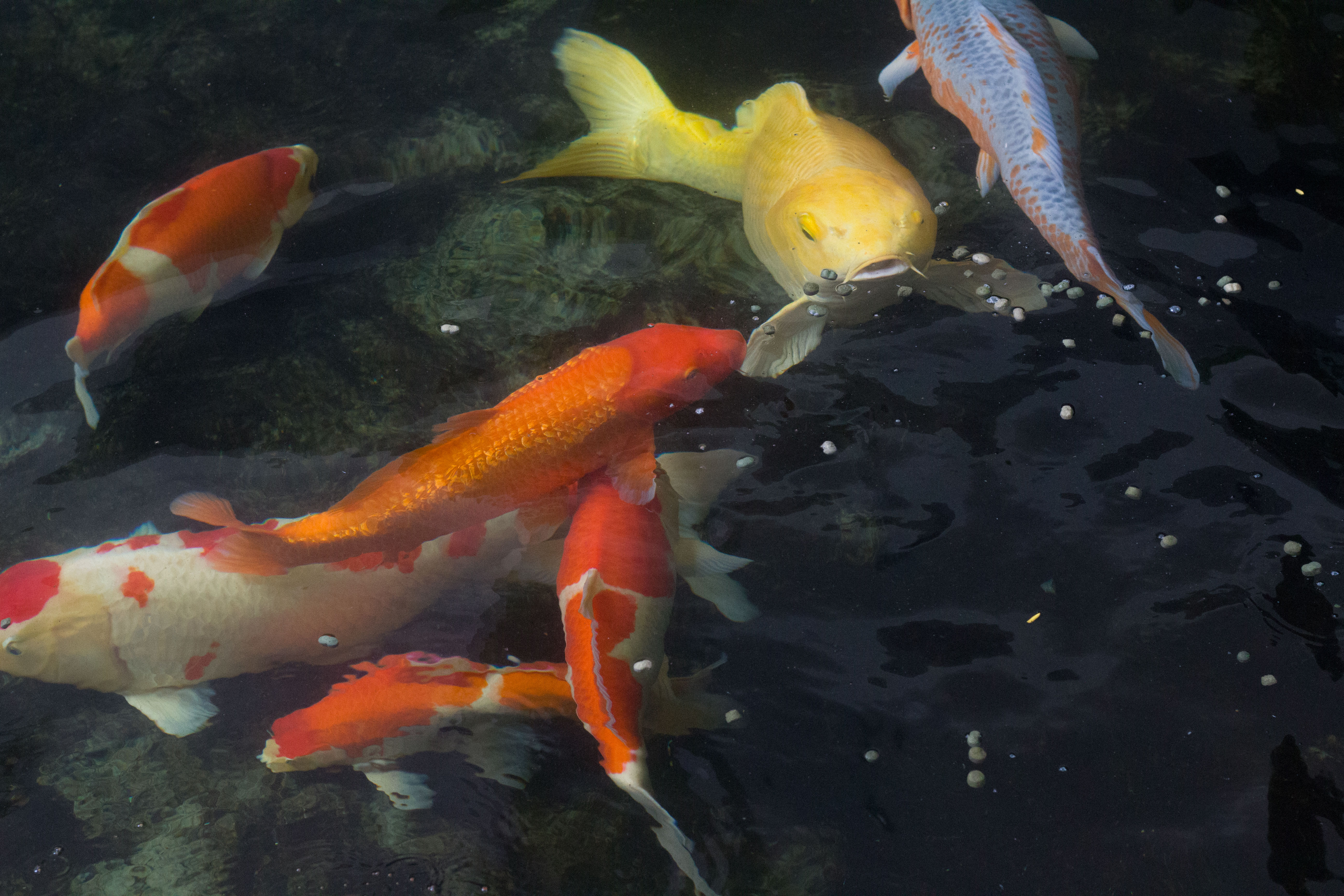 池塘里饲养的红鲤鱼摄影图__鱼类_生物世界_摄影图库_昵图网nipic.com