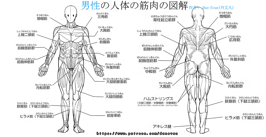 女性人体の肌肉图解|商业插画|插画|Dan.Evan 