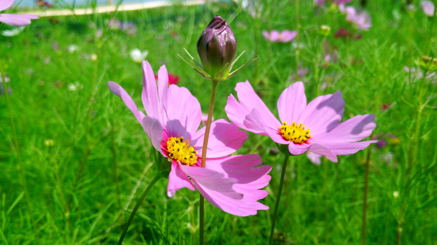格桑花开,向阳生长|风光|摄影|悲伤者的旋律 - 原