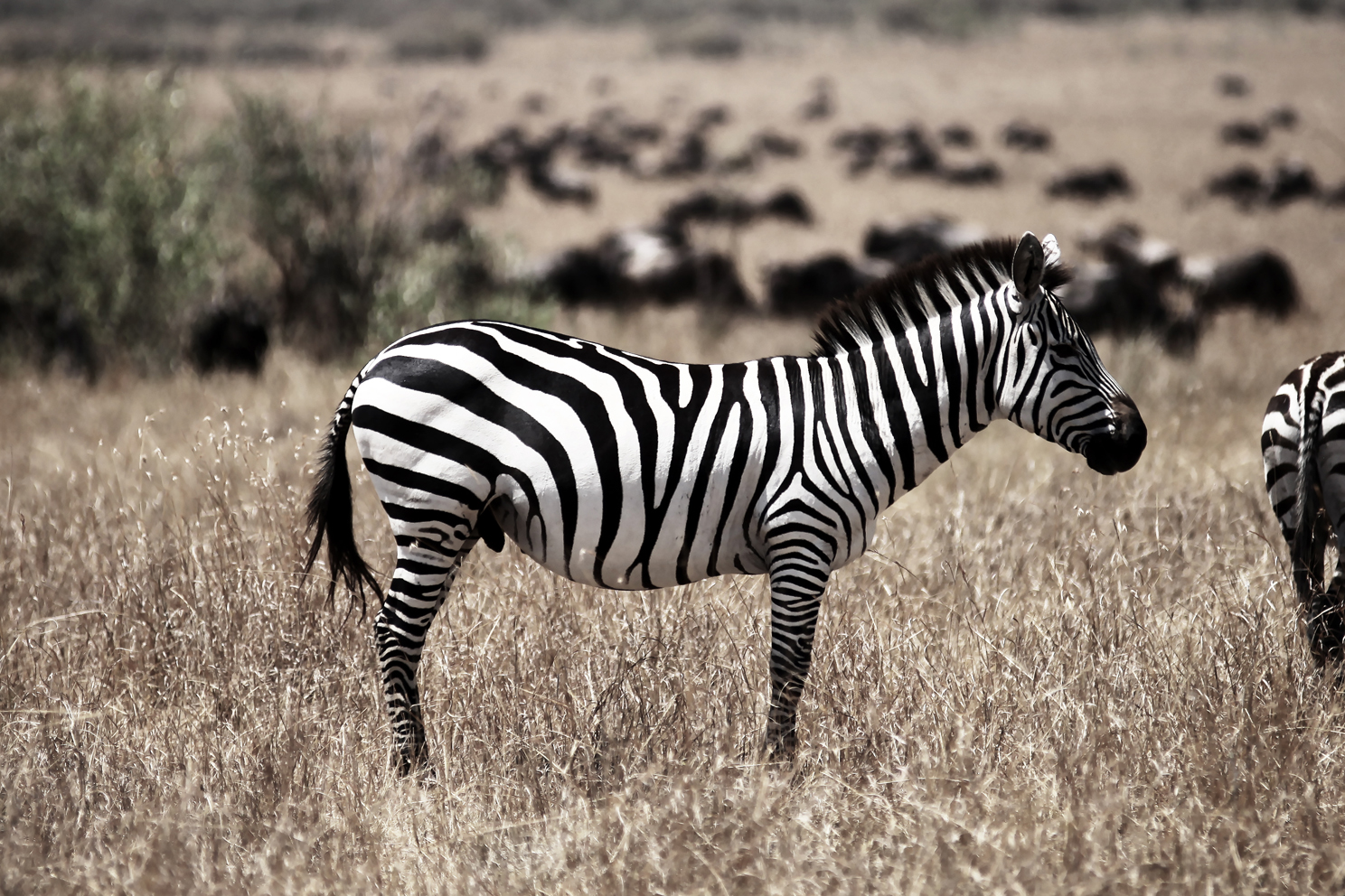 非洲肯尼亚—艺术品斑马|摄影|风光摄影|wxoxw 原创作品 站酷
