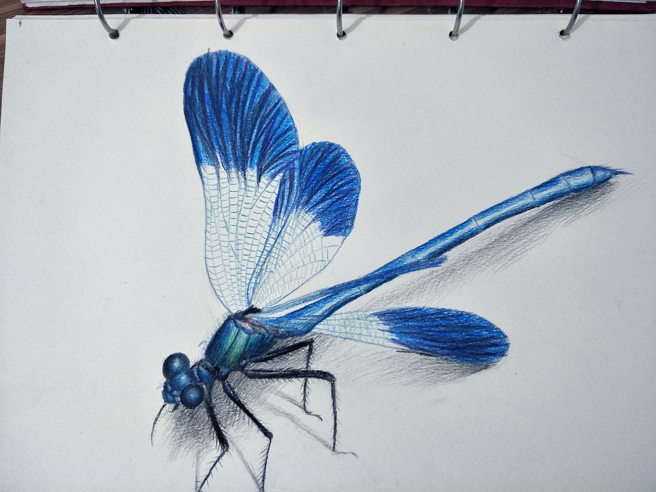 彩铅画之昆虫系列|纯艺术|彩铅|素墨宣纸 - 原创作品