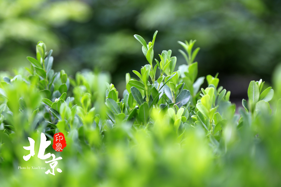 北京印象之天安门故宫景山公园|游记|摄影|修图