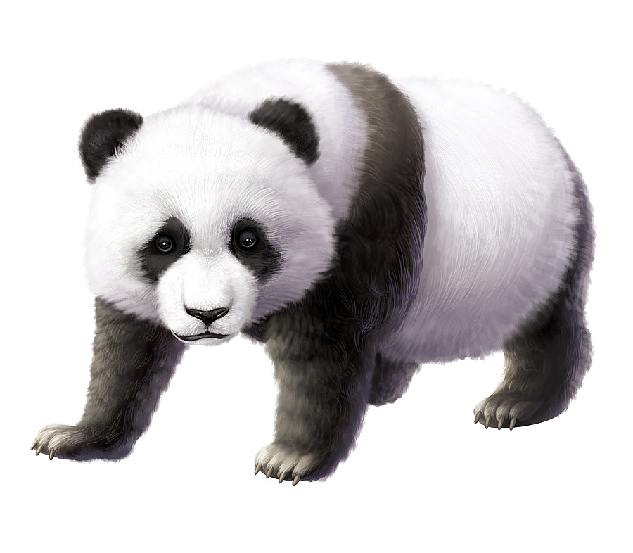 而且,全球唯一的活体棕色大熊猫――