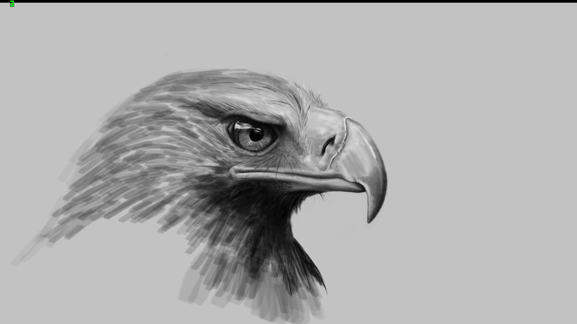 鸟素描图片图片展示