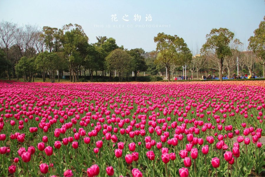 上海 大宁灵石公园 郁金香花博会\/春暖花开 花之