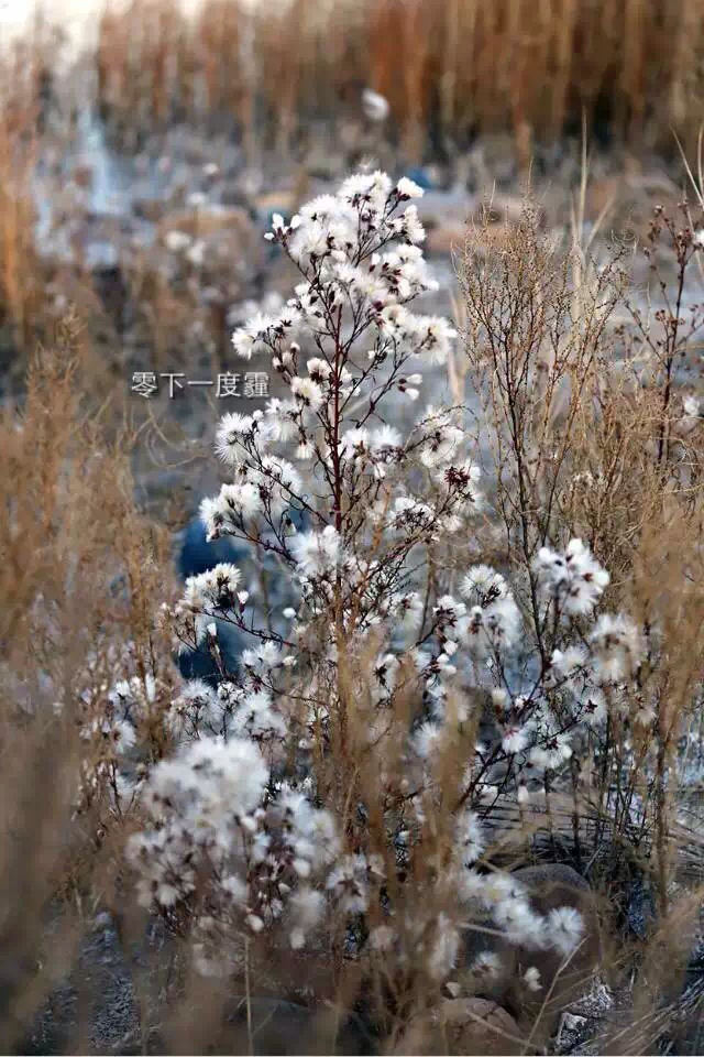 零下一度霾|风光|摄影|lo_oj - 原创设计作品 - 站