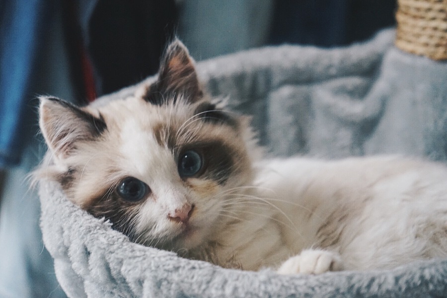 小智障,你好呀|宠物\/动物|摄影|小冷L - 原创设计