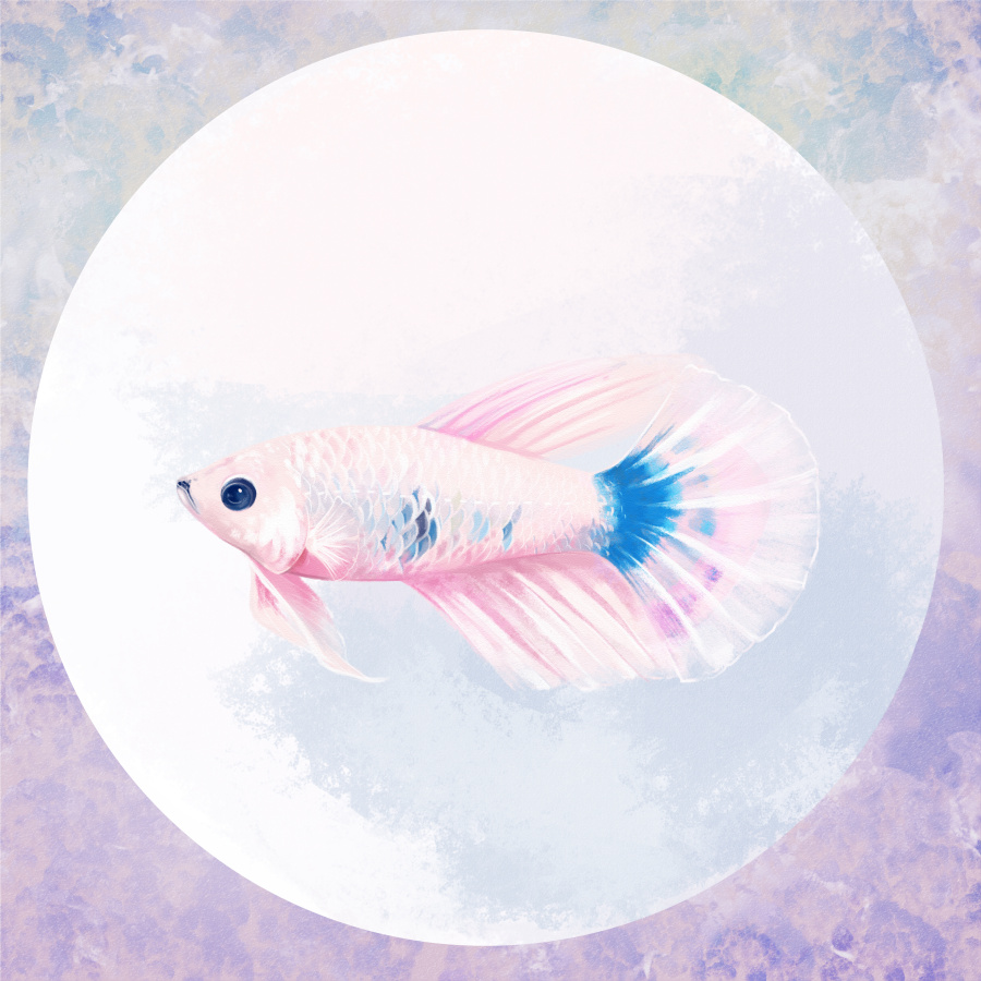 斗鱼之春夏秋冬|绘画习作|插画|Annecoolee - 原