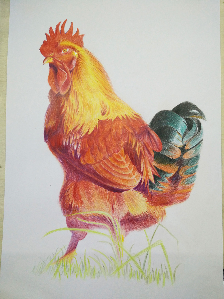 「鸡年大吉」|绘画习作|插画|Luki酱 - 原创设计