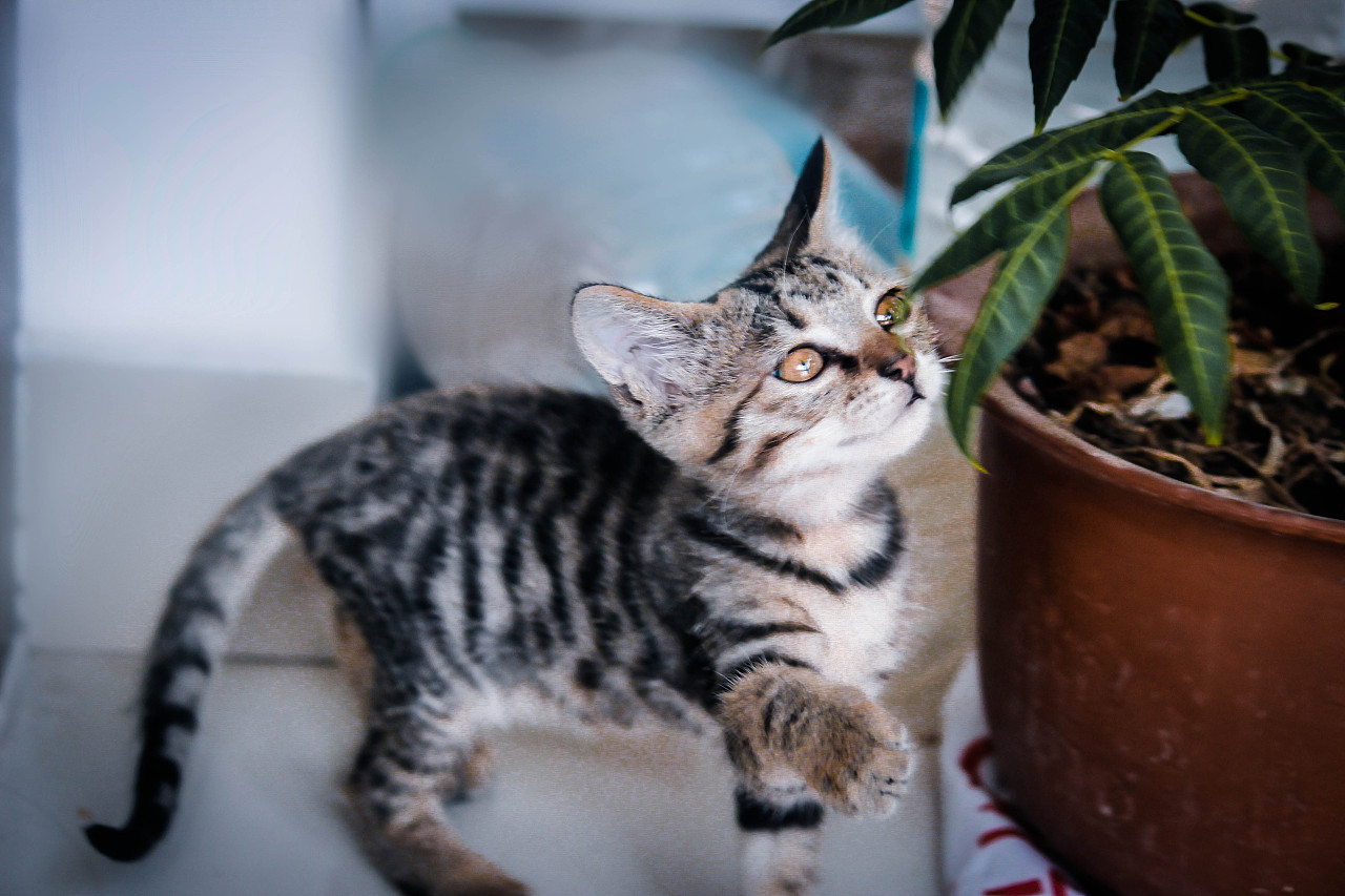 臭臭猫简谱_儿歌简谱