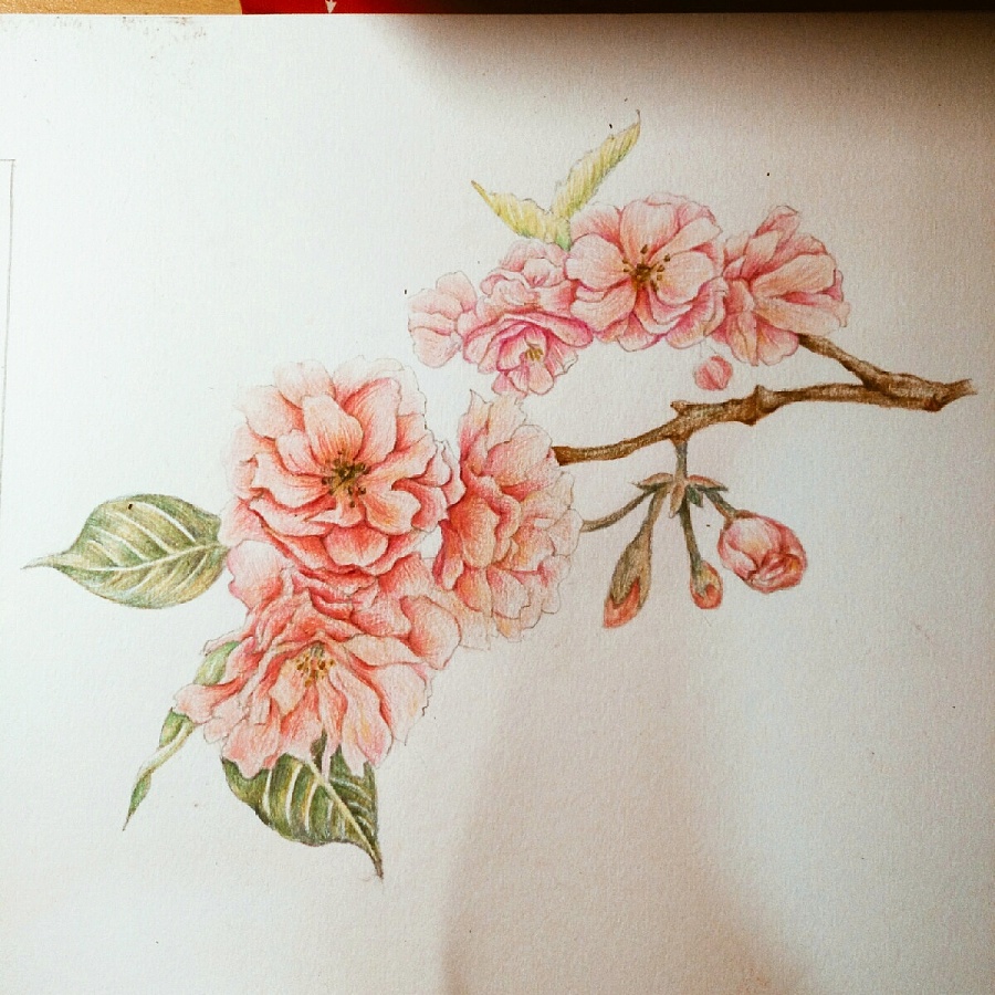 临摹 彩铅1|彩铅|纯艺术|鹳鳏 - 原创设计作品 - 站