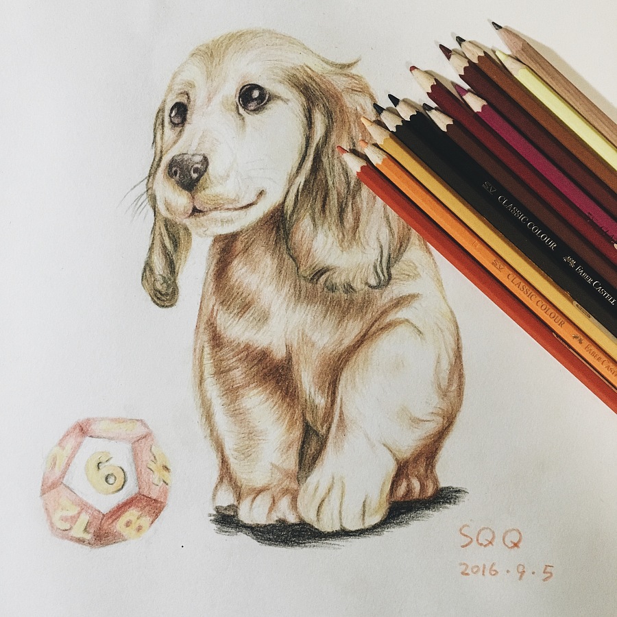 英国可卡犬|绘画习作|插画|S_Q_Q - 原创设计作