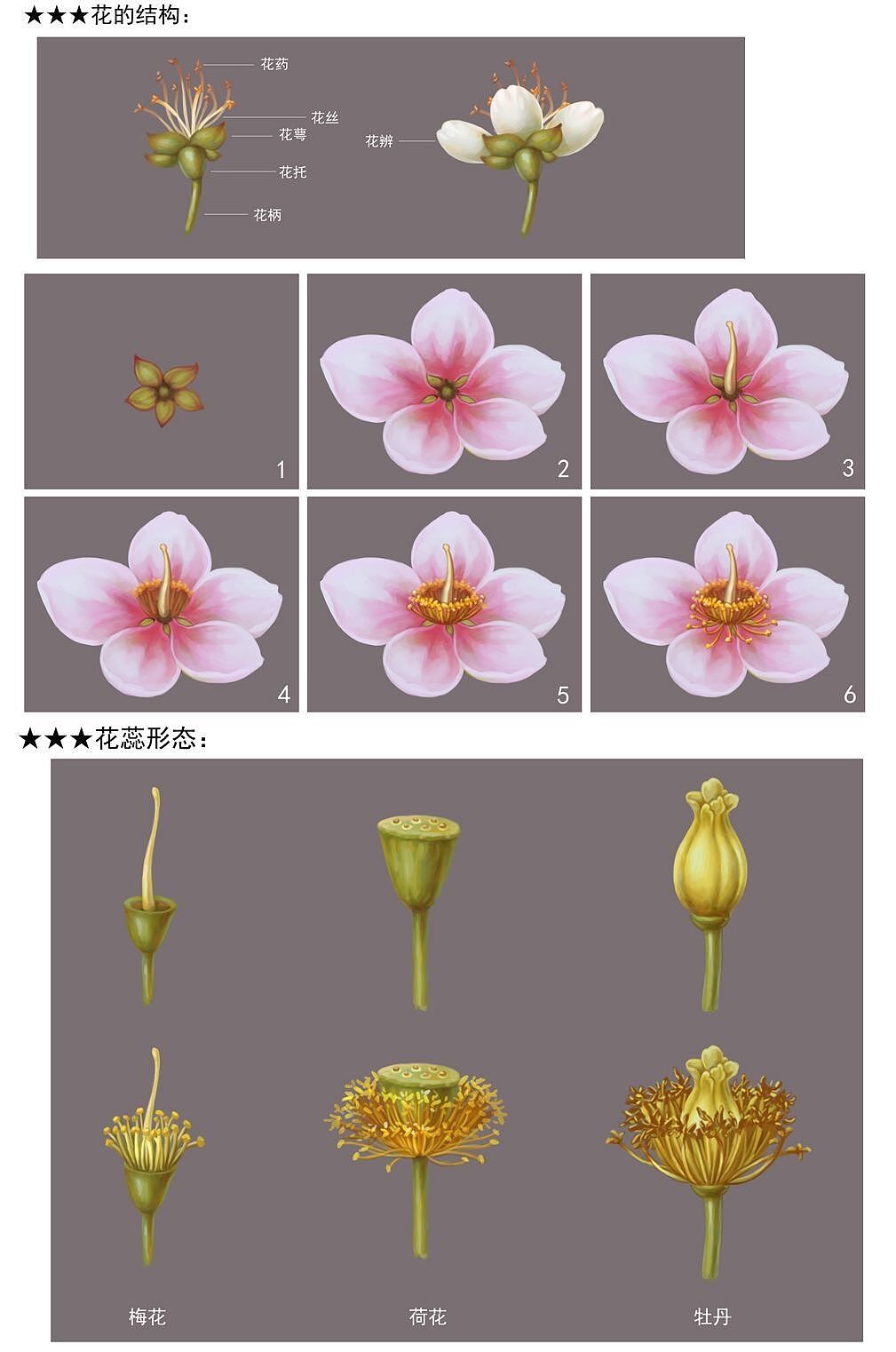 花的结构和花蕊形态
