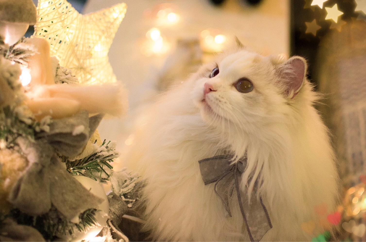 【布偶猫米法】圣诞节快乐!