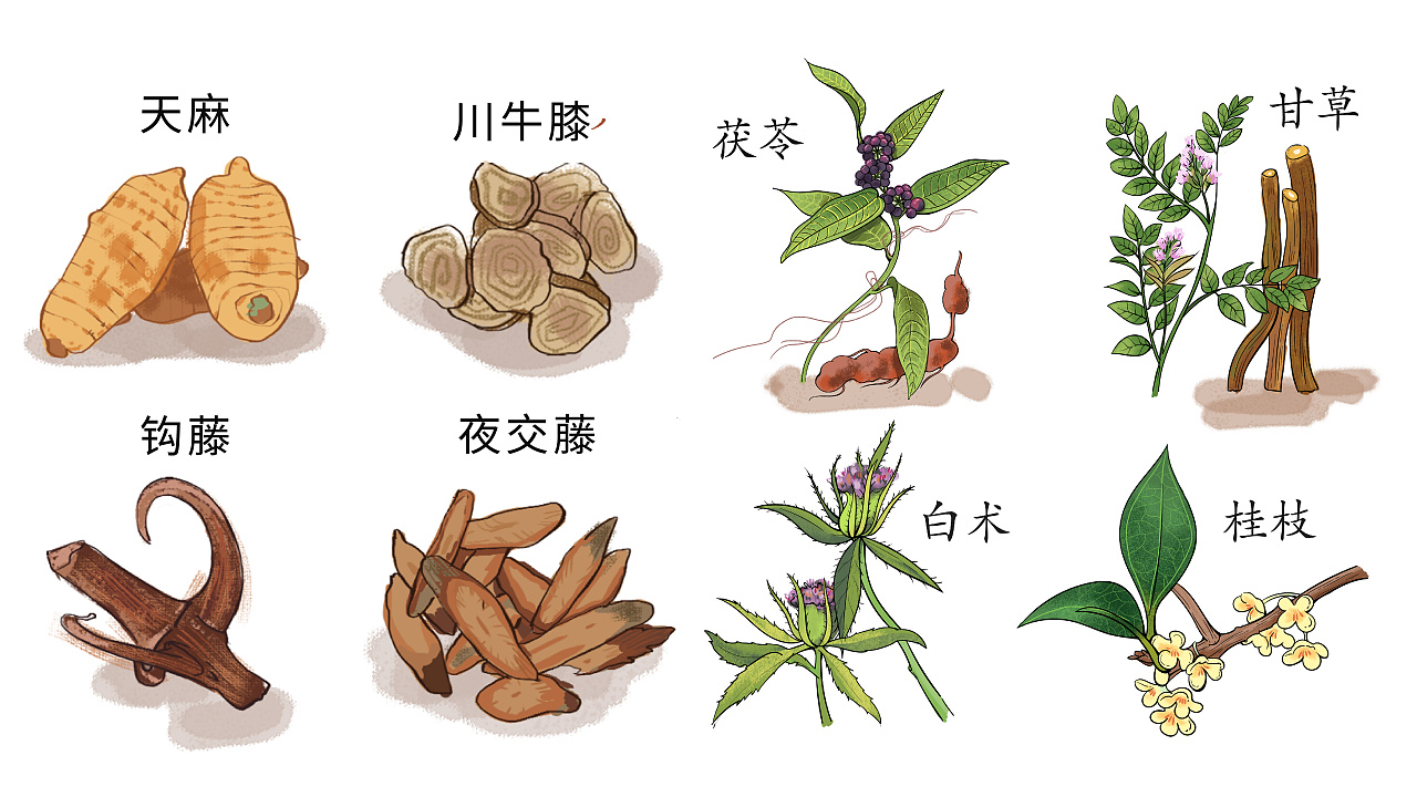 商业插画 — 中草药 植物插画