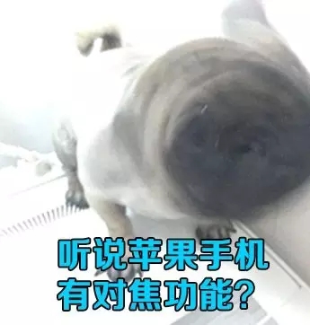 阿怪表情第三期,狗笑得无邪,世界圆脸可爱表情矢量图疯了表情图片