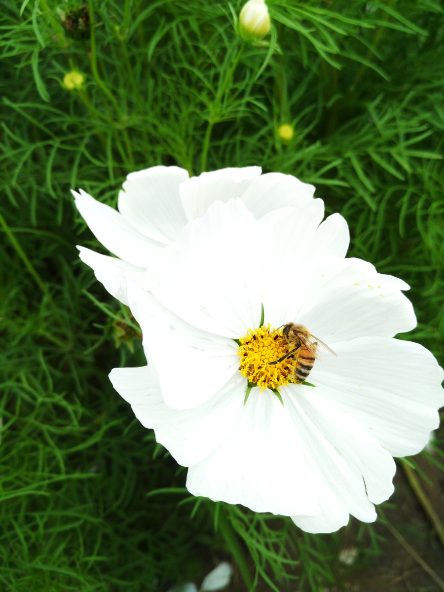 花影|静物|摄影|麟鹤轩 - 原创设计作品 - 站酷 (Z