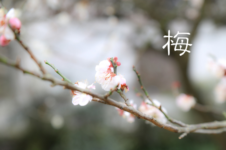 冬日之梅|修图\/后期|摄影|哦卖糕糕 - 原创设计作