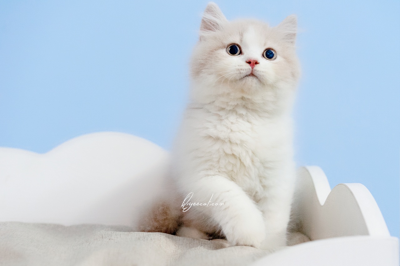 超美的英短乳白长毛弟弟,七叶英短猫舍英国长毛猫摄影