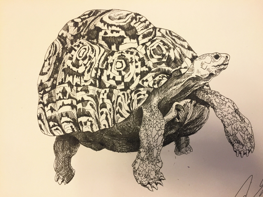 豹纹陆龟|钢笔画|纯艺术|KENNWANG - 原创设