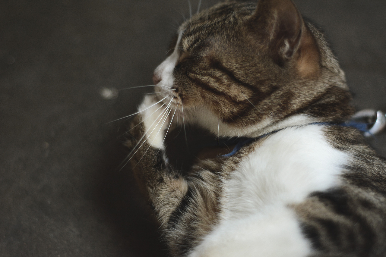 小长假拍家猫|摄影|动物|wang笨小孩 - 原创作品 - 站酷 (ZCOOL)