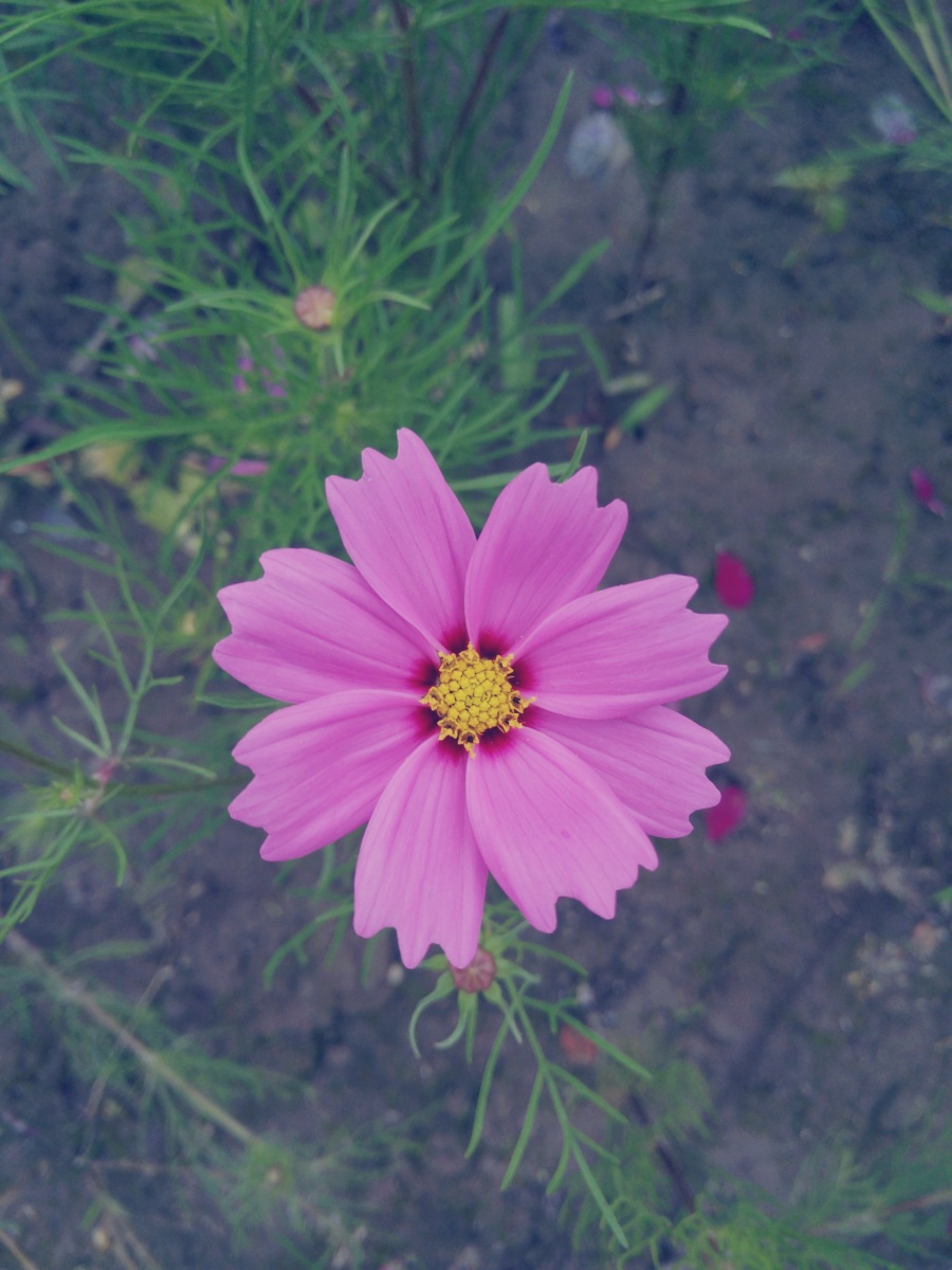 花影|静物|摄影|麟鹤轩 - 原创设计作品 - 站酷 (Z