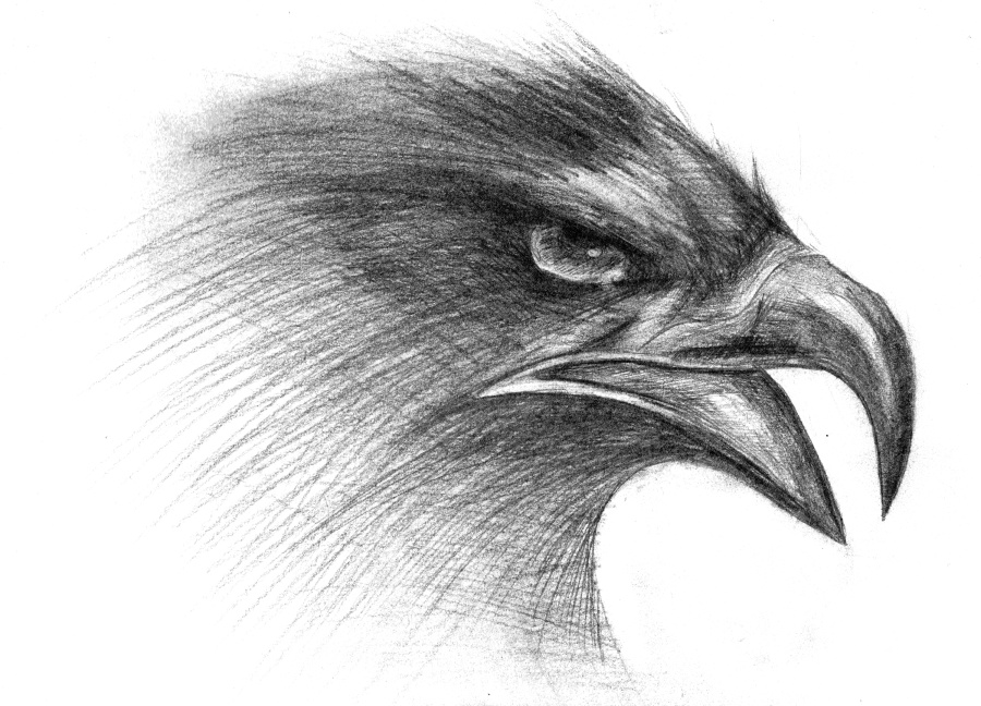 手绘素描(鹰)|其他绘画|插画|60232578 - 原创设