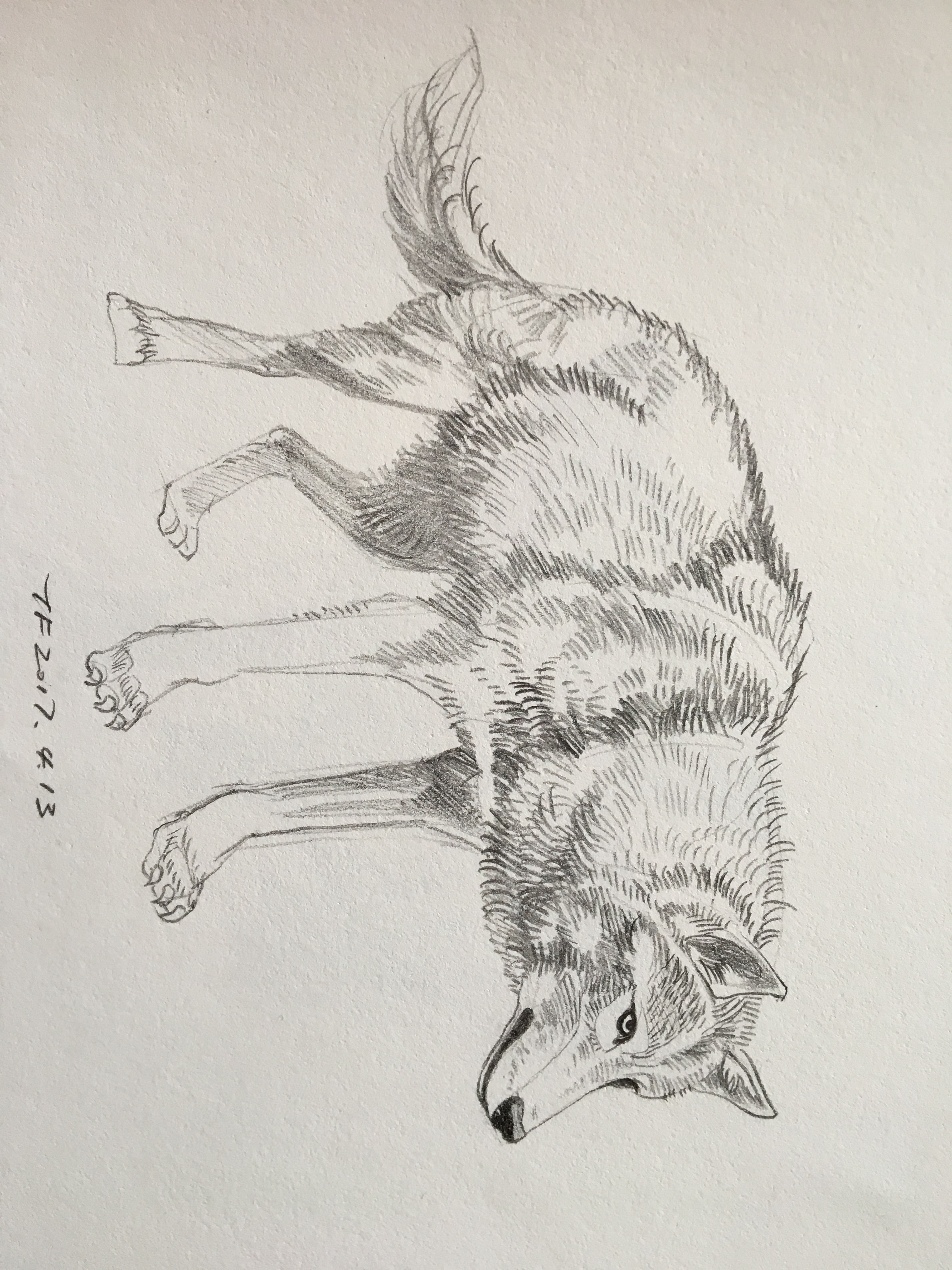 铅笔画——动物篇