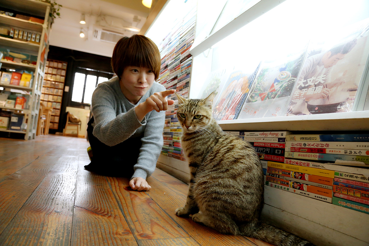 猫的天空之城|摄影|动物|best小霞 - 原创作品 -