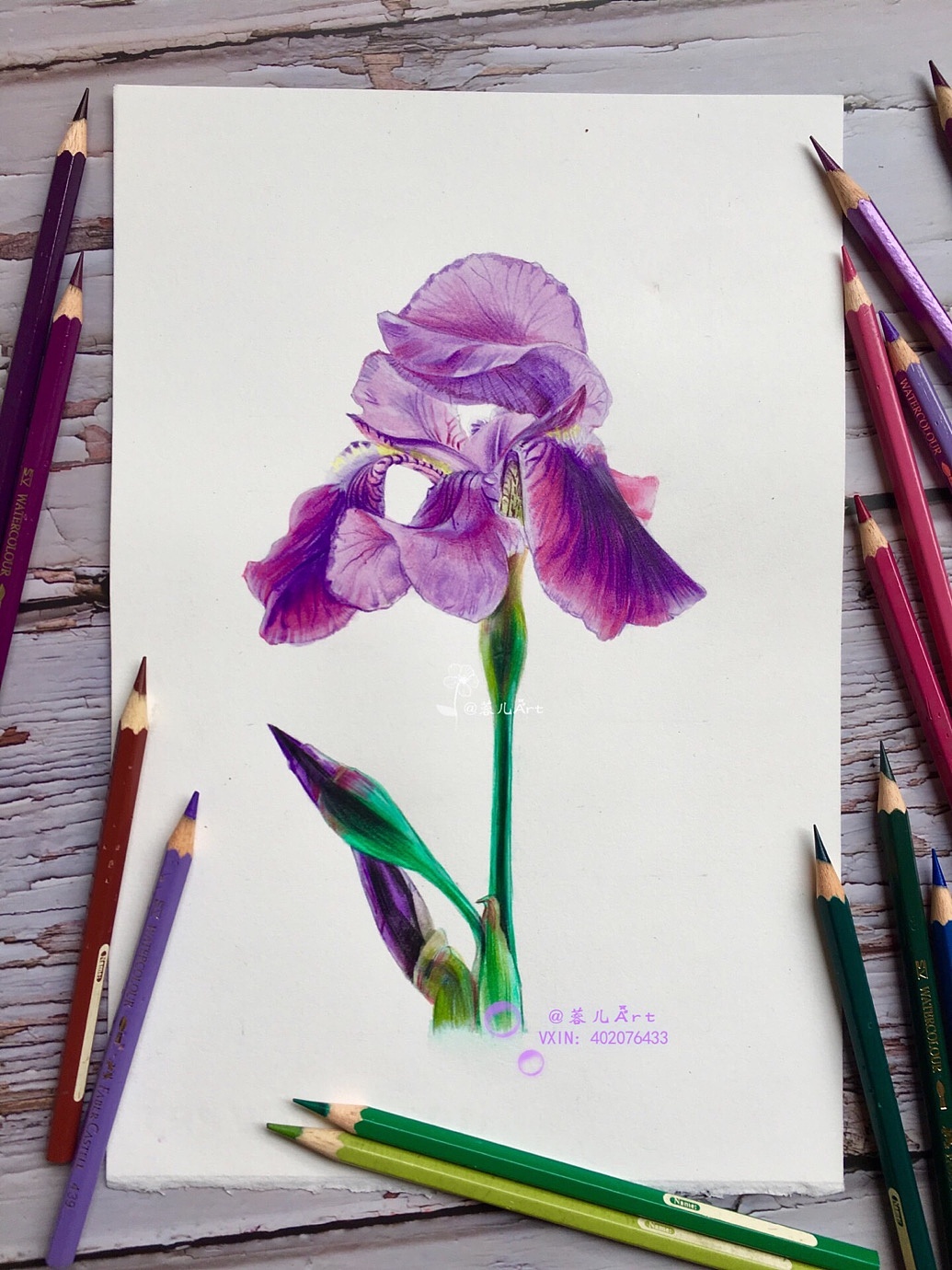 紫色鸢尾花|纯艺术|彩铅|蓉儿art - 原创作品 - 站酷