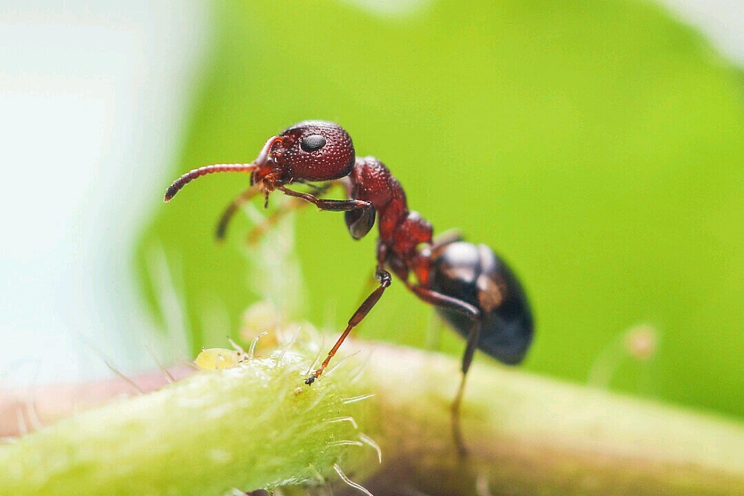 小小蚂蚁