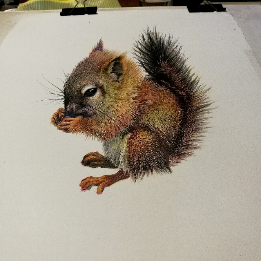 【彩铅立绘】一只小松鼠|插画习作|插画|一盒火