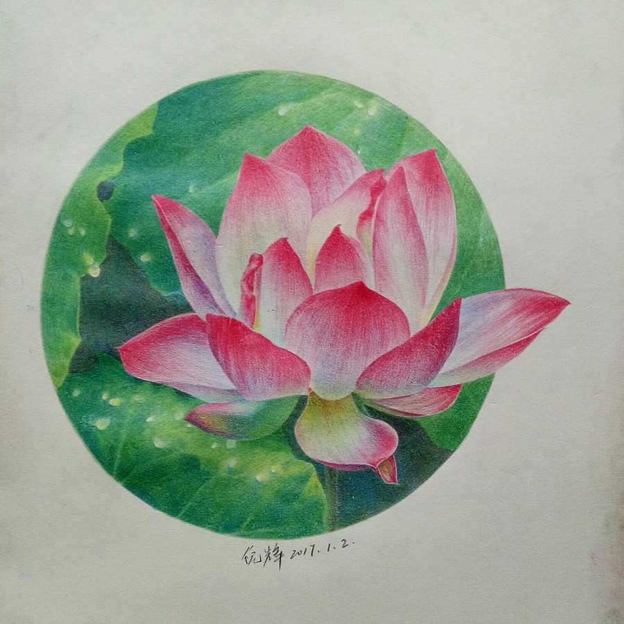 彩铅手绘荷花|其他插画|插画|倪辉 - 原创设计作