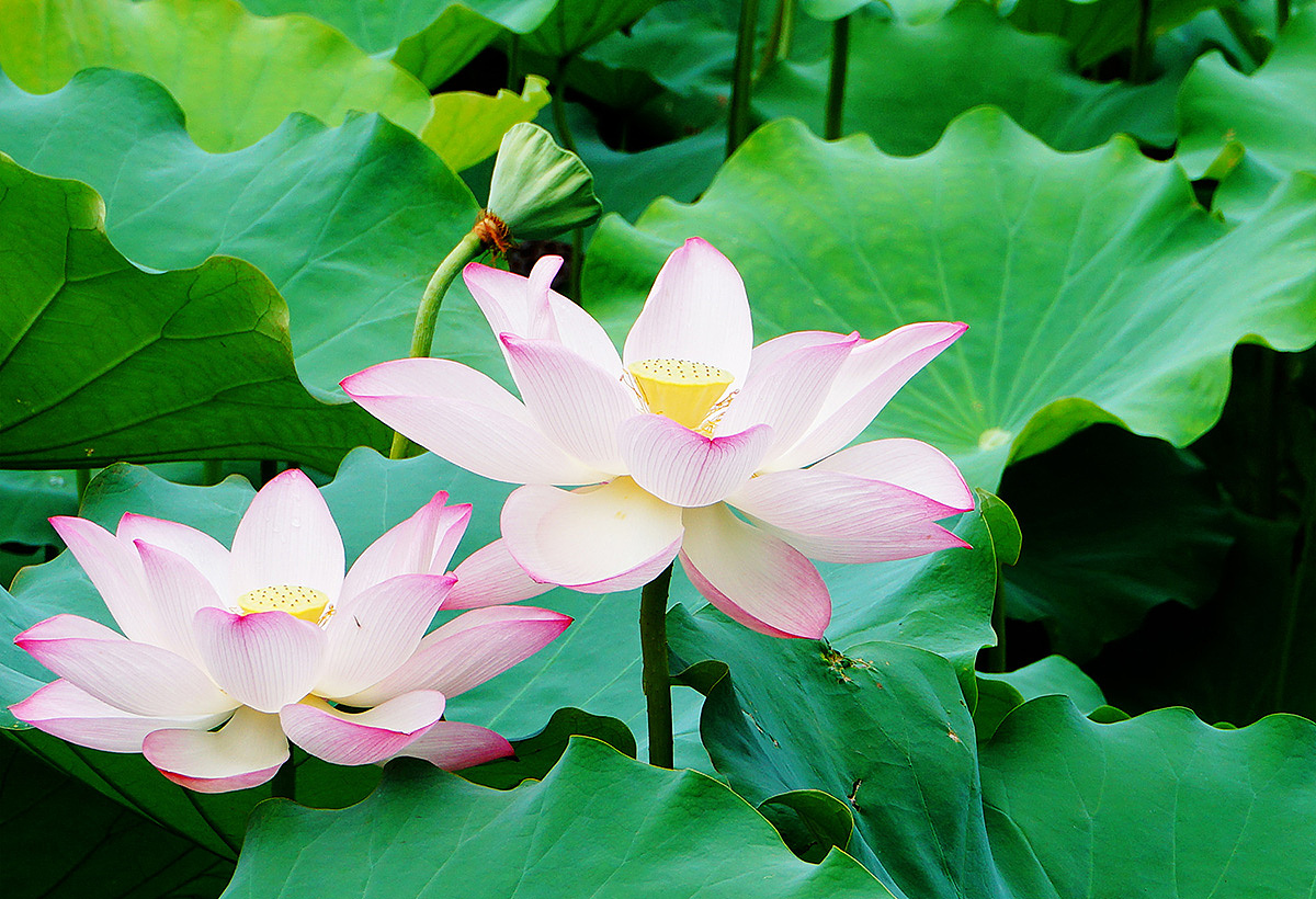 小清新护眼的大自然荷花图片高清桌面壁纸下载_荷花 美丽 大自然 美景 镜头中的世界 摄影