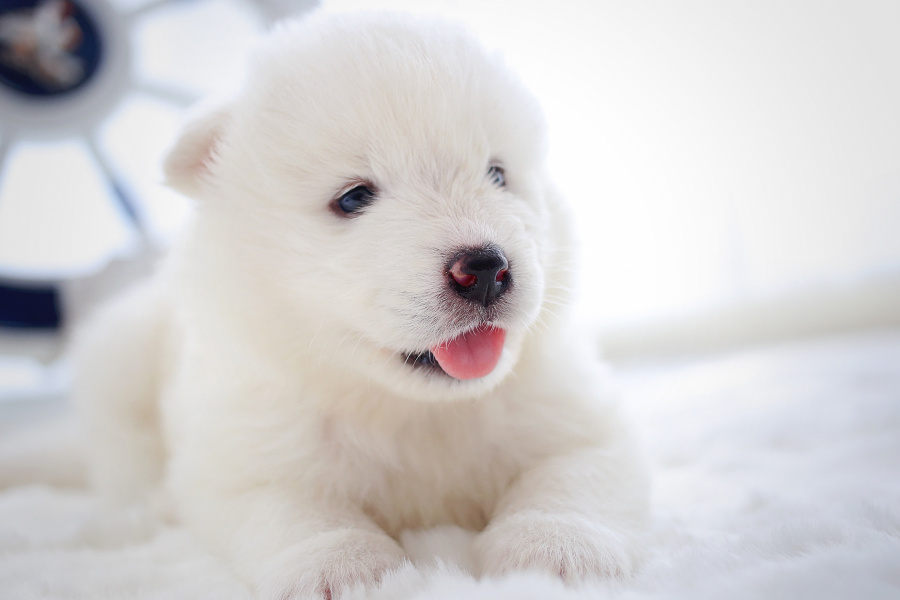 【宠爱宠拍】北极熊幼崽|宠物\/动物|摄影|l7840